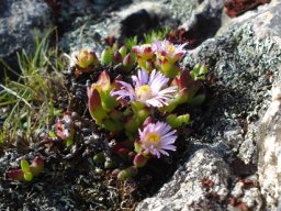 Esterhuysenia drepanophylla making progress